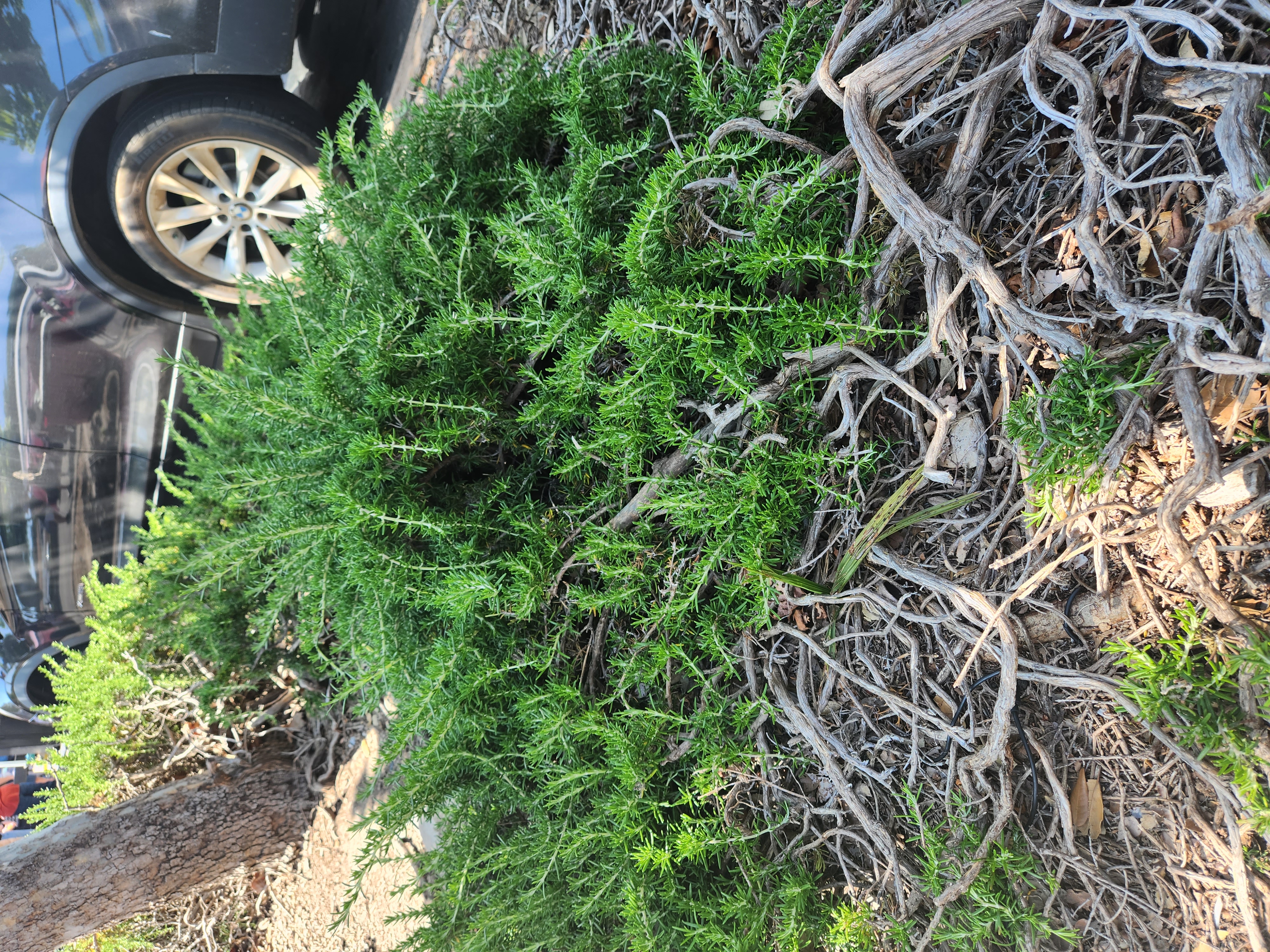Rosemary photo 16