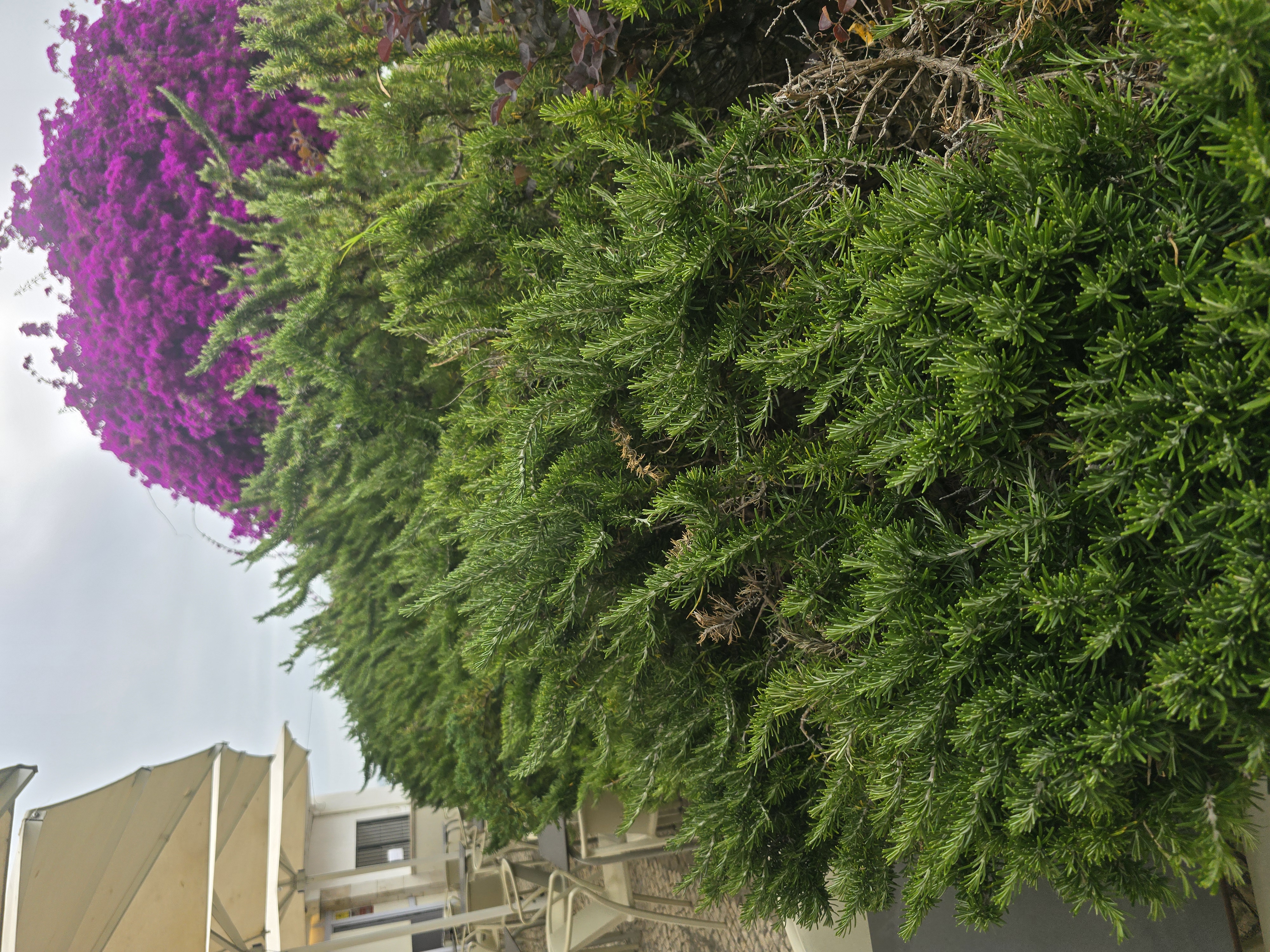 Rosemary photo 7