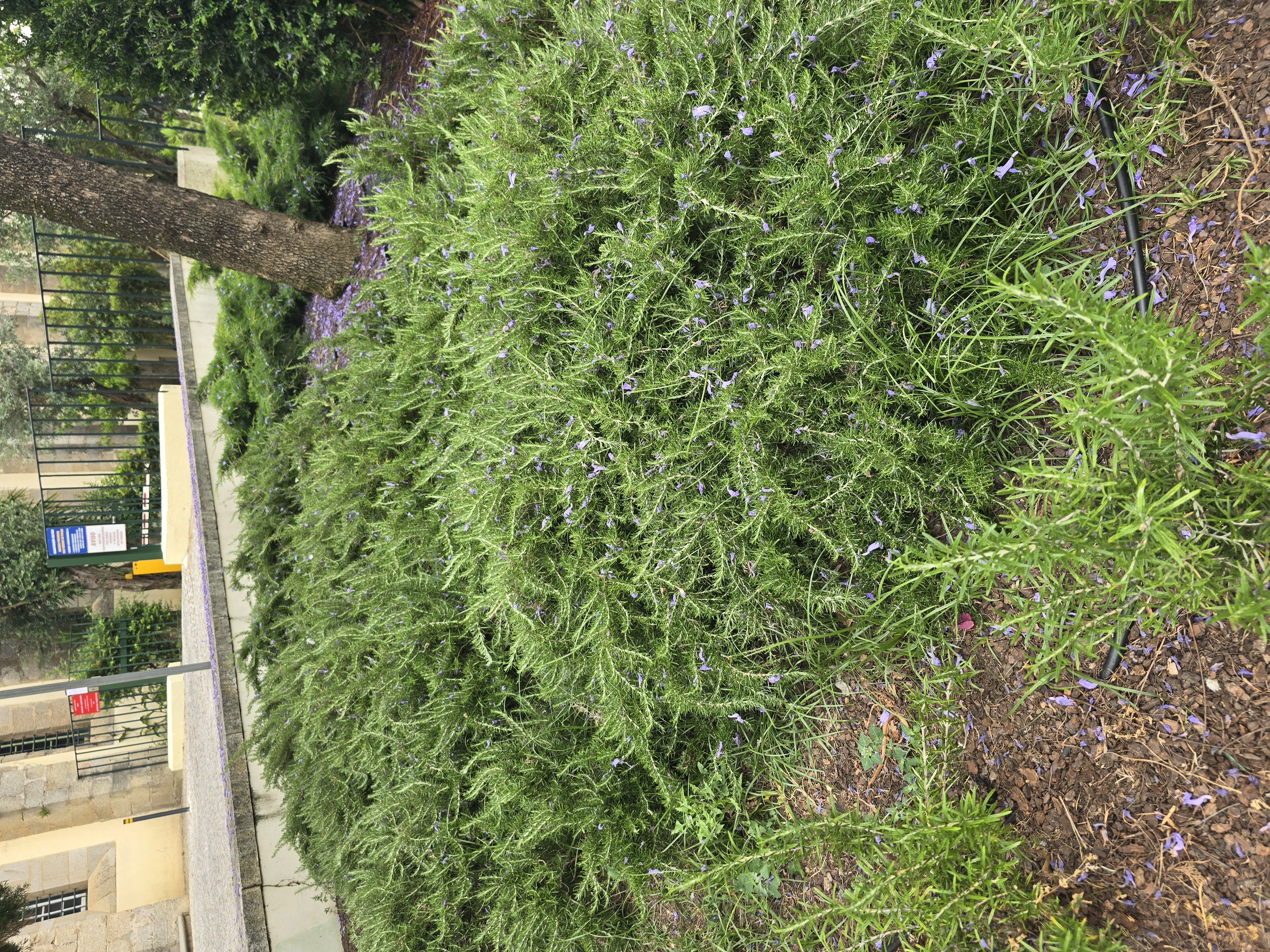 Rosemary photo 6
